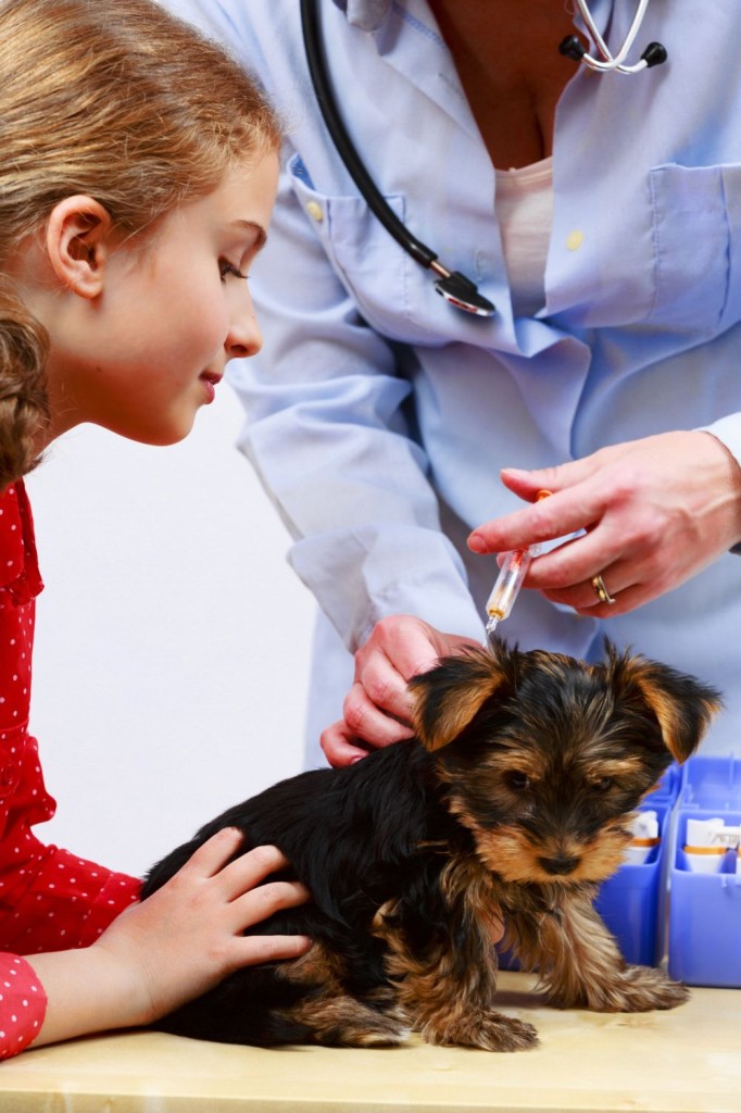Yorkhire Terrier Impfung Welpenalter