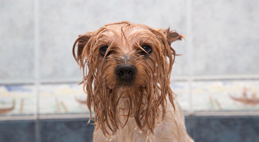 Yorkshire Terrier baden