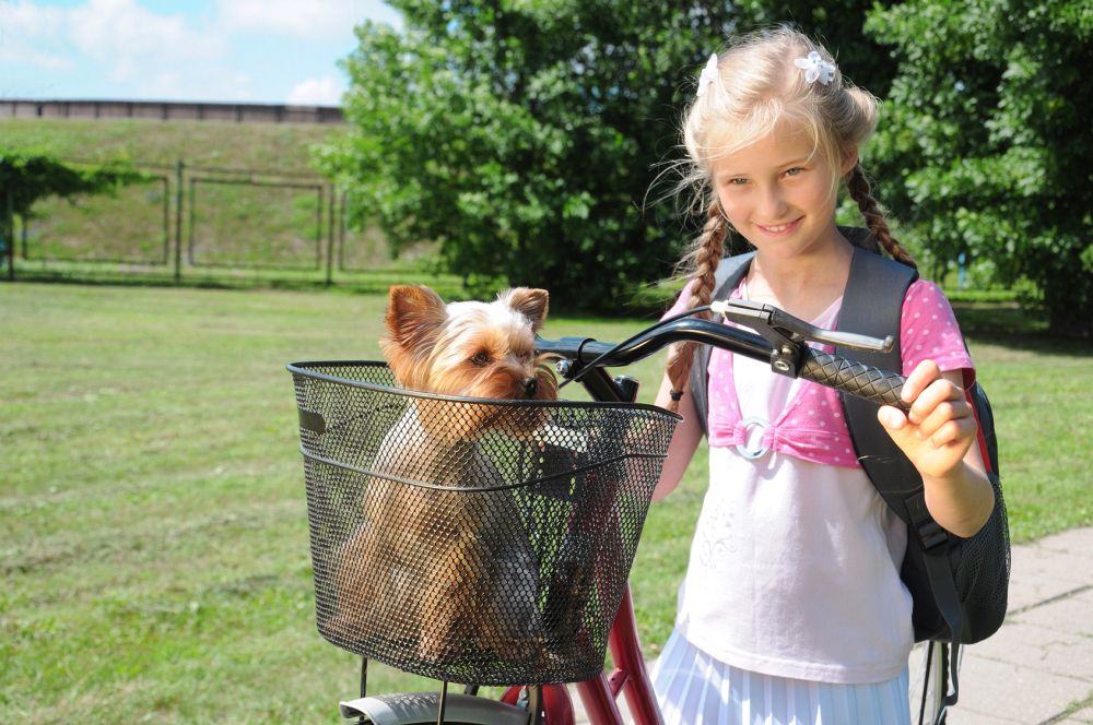 Yorkshire Terrier im Fahrradkorb