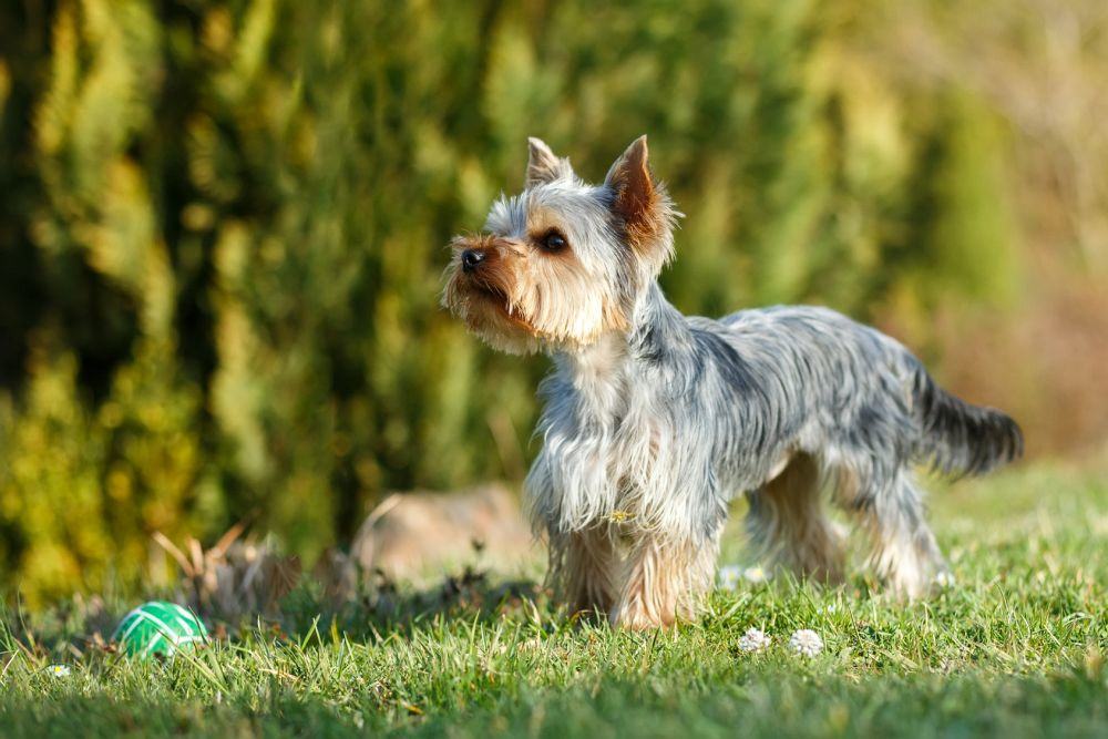 Yorkshire Terrier mit kurzen Haaren
