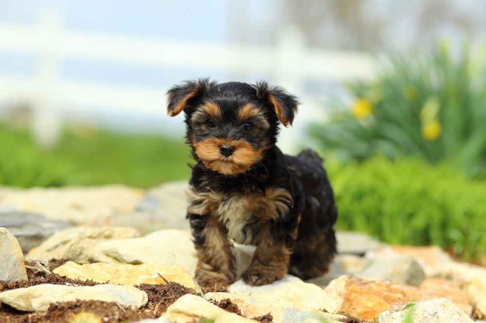 wie gross wird ein biewer yorkshire terrier