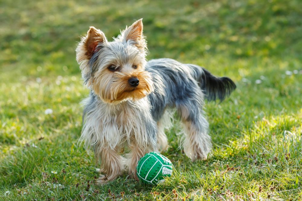 wie gross wird ein biewer yorkshire terrier