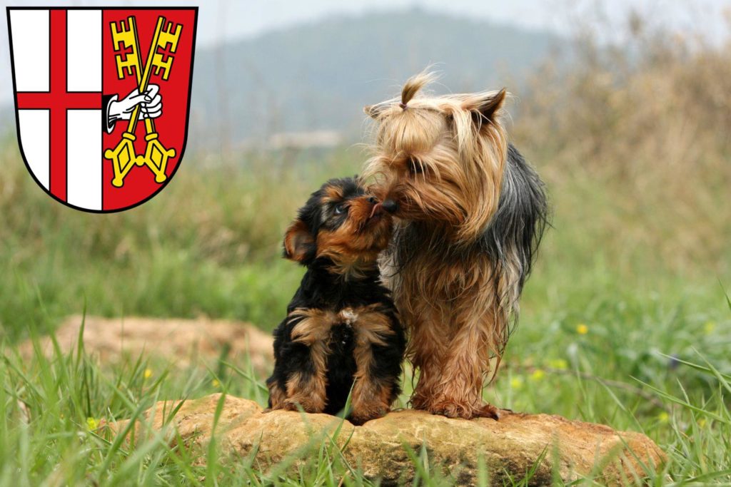 Yorkshire Terrier Züchter mit Welpen Cochem, Rheinland-Pfalz