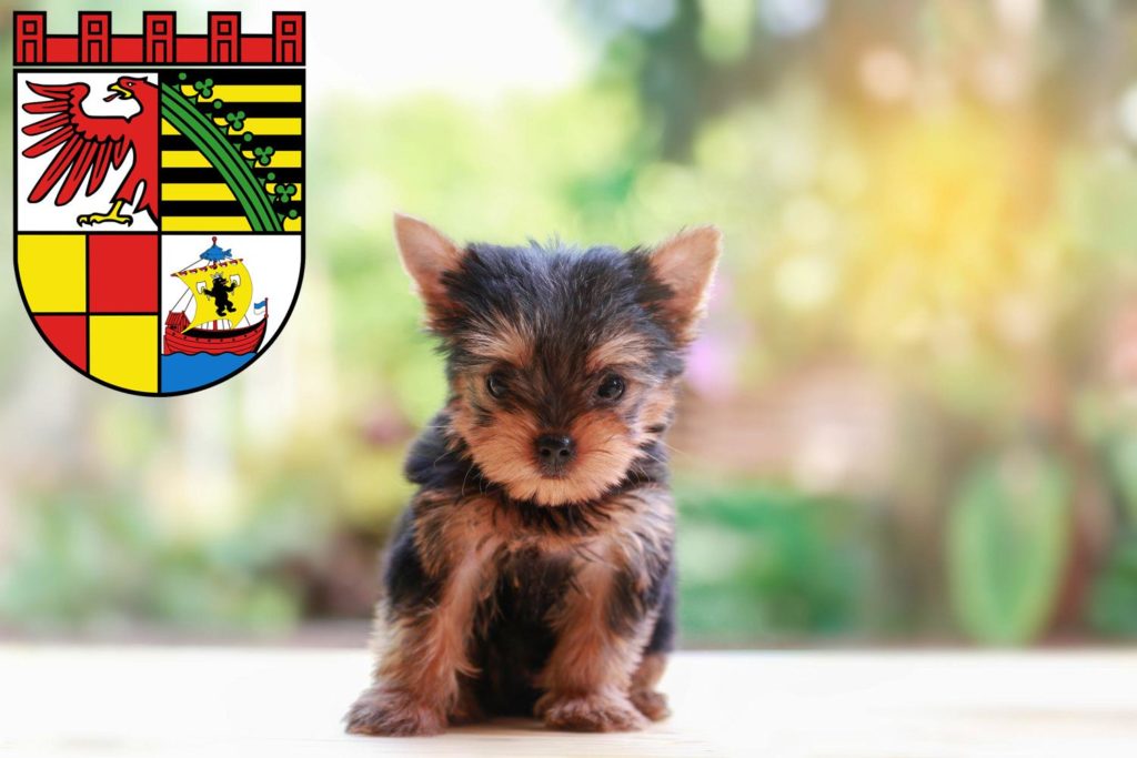 Yorkshire Terrier Züchter mit Welpen Dessau-Roßlau, Sachsen-Anhalt