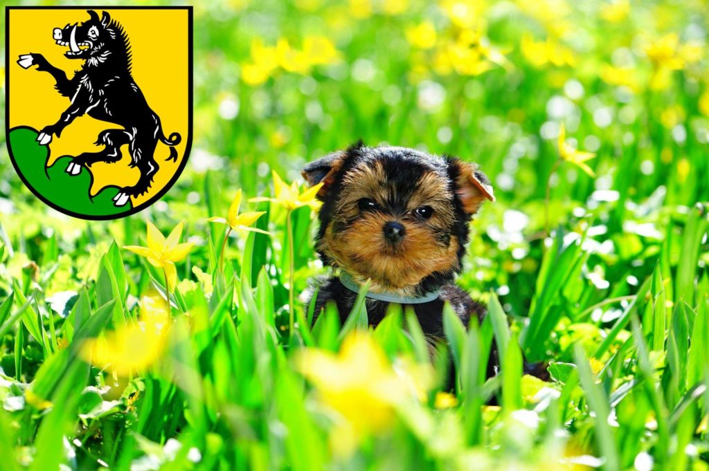 Yorkshire Terrier Züchter mit Welpen Ebersberg, Bayern