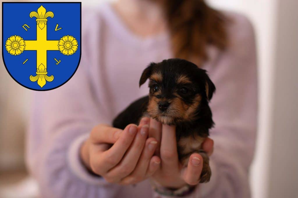 Yorkshire Terrier Züchter mit Welpen Eutin, Schleswig-Holstein