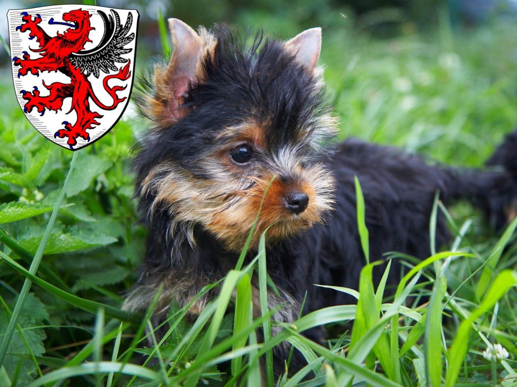 Yorkshire Terrier Züchter mit Welpen Gießen, Hessen