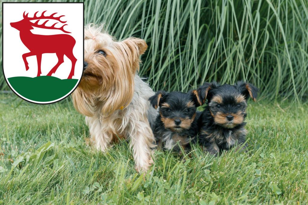 Yorkshire Terrier Züchter mit Welpen Herzberg (Elster), Brandenburg