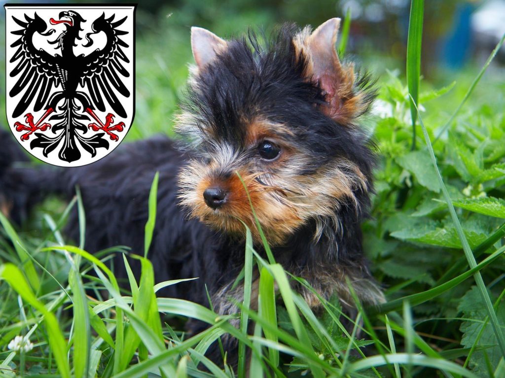 Yorkshire Terrier Züchter mit Welpen Ingelheim am Rhein, Rheinland-Pfalz