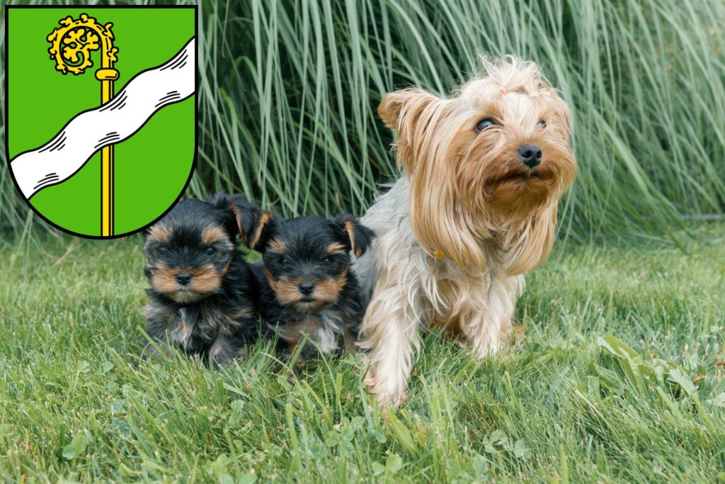 Yorkshire Terrier Züchter mit Welpen Kusel, Rheinland-Pfalz