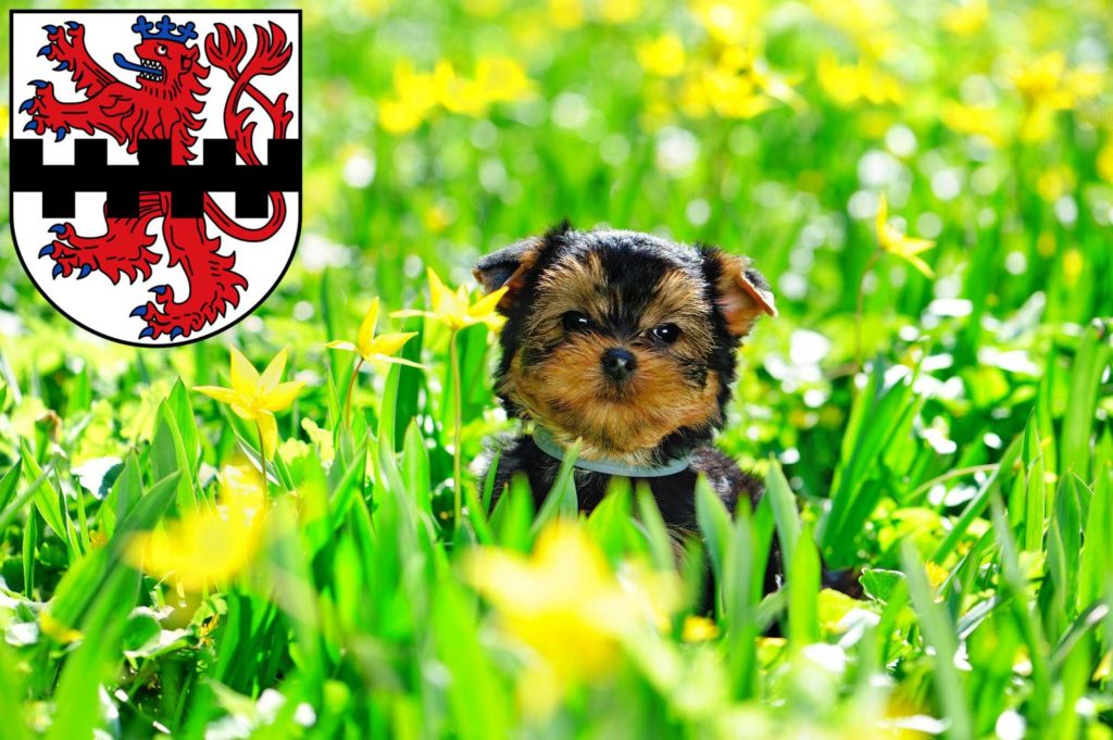 Yorkshire Terrier Züchter mit Welpen Leverkusen, Nordrhein-Westfalen