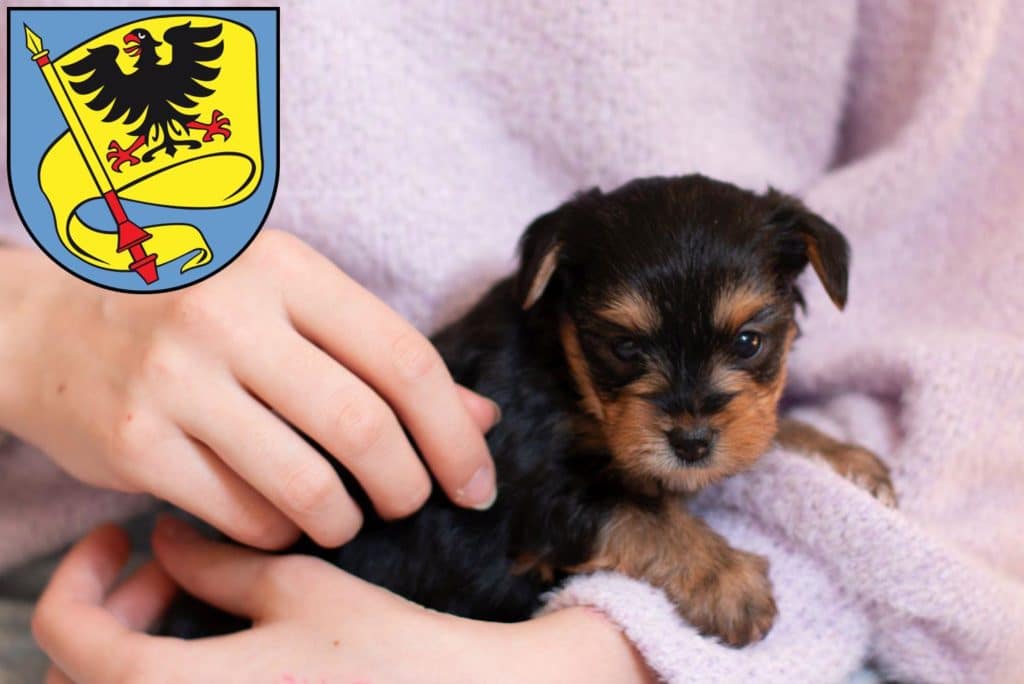 Yorkshire Terrier Züchter mit Welpen Ludwigsburg, Baden-Württemberg