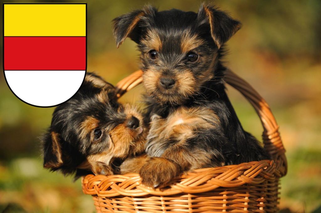 Yorkshire Terrier Züchter mit Welpen Münster, Nordrhein-Westfalen