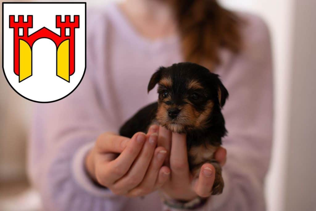 Yorkshire Terrier Züchter mit Welpen Offenburg, Baden-Württemberg