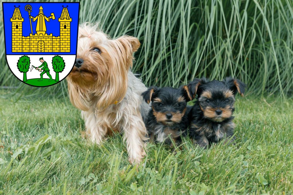 Yorkshire Terrier Züchter mit Welpen Tirschenreuth, Bayern