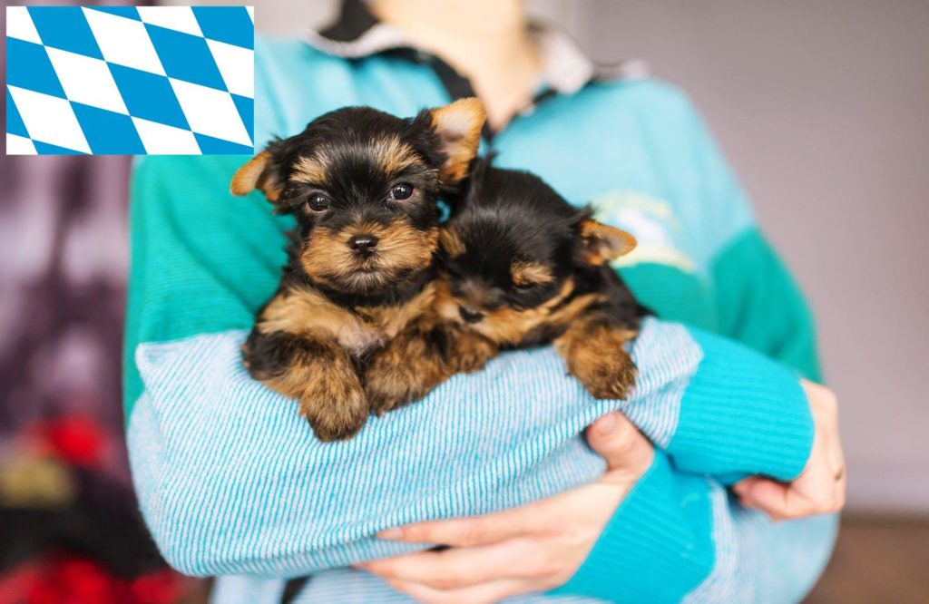Yorkshire Terrier Züchter mit Welpen Bayern