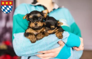 Mehr über den Artikel erfahren Yorkshire Terrier Züchter und Welpen in Dingolfing