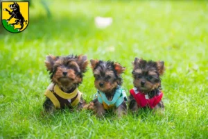 Mehr über den Artikel erfahren Yorkshire Terrier Züchter und Welpen in Ebersberg