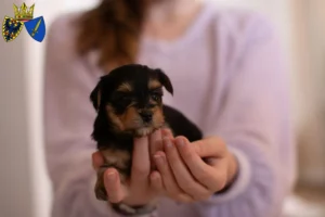 Mehr über den Artikel erfahren Yorkshire Terrier Züchter und Welpen in Essen