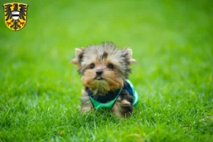 Mehr über den Artikel erfahren Yorkshire Terrier Züchter und Welpen in Gelnhausen