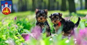 Mehr über den Artikel erfahren Yorkshire Terrier Züchter und Welpen in Göttingen