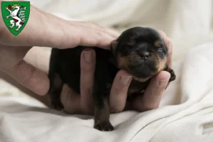 Mehr über den Artikel erfahren Yorkshire Terrier Züchter und Welpen in Graz