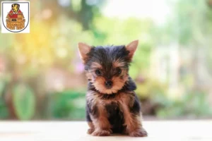 Mehr über den Artikel erfahren Yorkshire Terrier Züchter und Welpen in Greiz