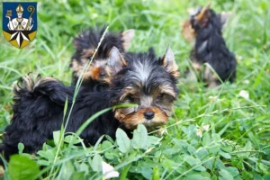 Mehr über den Artikel erfahren Yorkshire Terrier Züchter und Welpen in Korbach