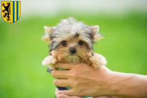 Mehr über den Artikel erfahren Yorkshire Terrier Züchter und Welpen in Leipzig