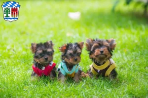 Mehr über den Artikel erfahren Yorkshire Terrier Züchter und Welpen in Lindau