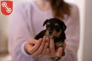 Mehr über den Artikel erfahren Yorkshire Terrier Züchter und Welpen in Mainz