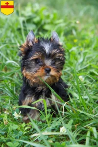 Mehr über den Artikel erfahren Yorkshire Terrier Züchter und Welpen in Meppen