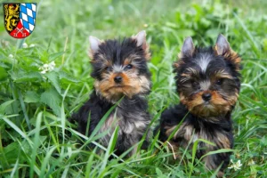 Mehr über den Artikel erfahren Yorkshire Terrier Züchter und Welpen in der Oberpfalz