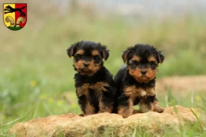 Mehr über den Artikel erfahren Yorkshire Terrier Züchter und Welpen in Peine