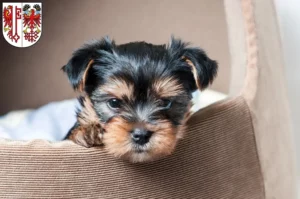 Mehr über den Artikel erfahren Yorkshire Terrier Züchter und Welpen in Salzwedel