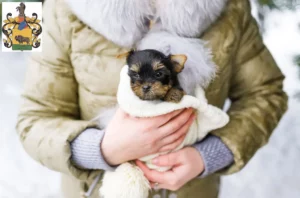 Mehr über den Artikel erfahren Yorkshire Terrier Züchter und Welpen in Schleiz