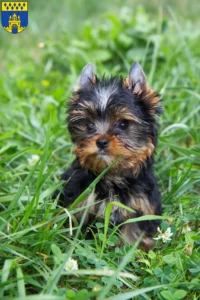 Mehr über den Artikel erfahren Yorkshire Terrier Züchter und Welpen in Steinfurt