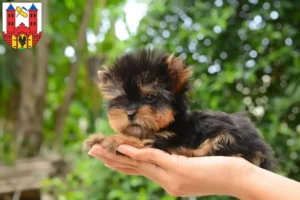 Mehr über den Artikel erfahren Yorkshire Terrier Züchter und Welpen in Suhl