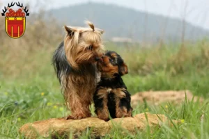 Mehr über den Artikel erfahren Yorkshire Terrier Züchter und Welpen in Tübingen