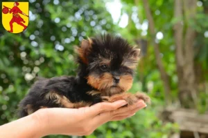 Mehr über den Artikel erfahren Yorkshire Terrier Züchter und Welpen in Wilhelmshaven