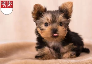 Mehr über den Artikel erfahren Yorkshire Terrier Züchter und Welpen in Witten