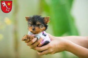 Mehr über den Artikel erfahren Yorkshire Terrier Züchter und Welpen in Worms