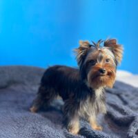 Yorkshire Terrier Welpen