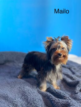 Yorkshire Terrier Welpen